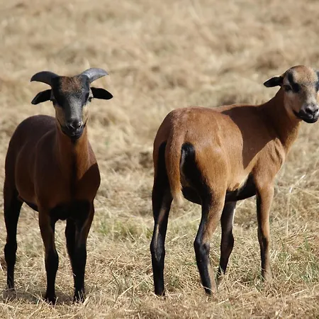 Domaine De - Villages