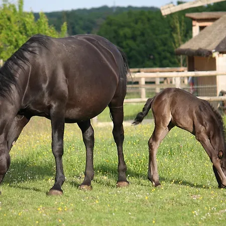 홀리데이파크 Domaine De - Villages *