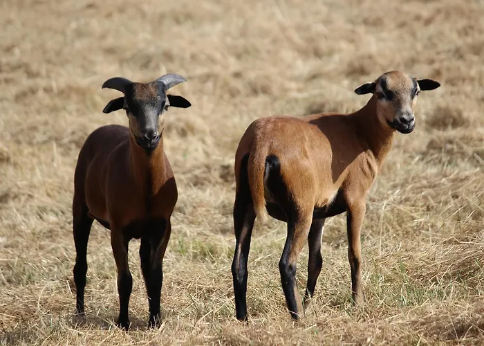Domaine De - Villages