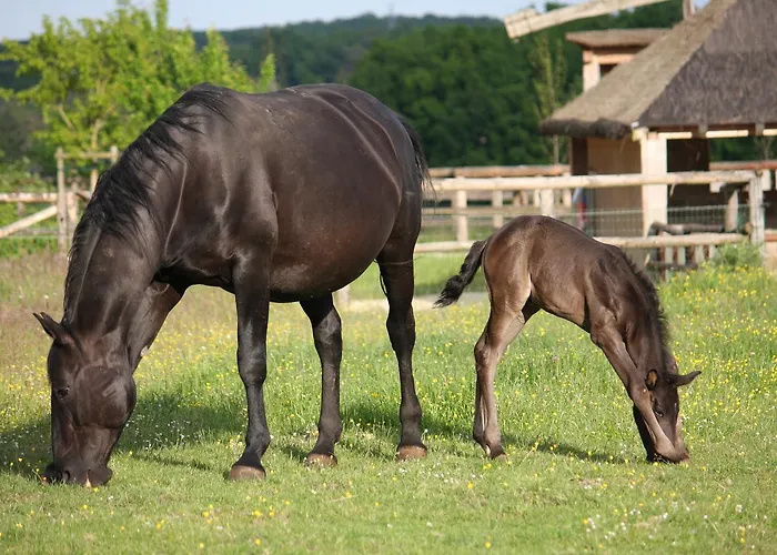 Parque de vacaciones Village - Défiplanet' *